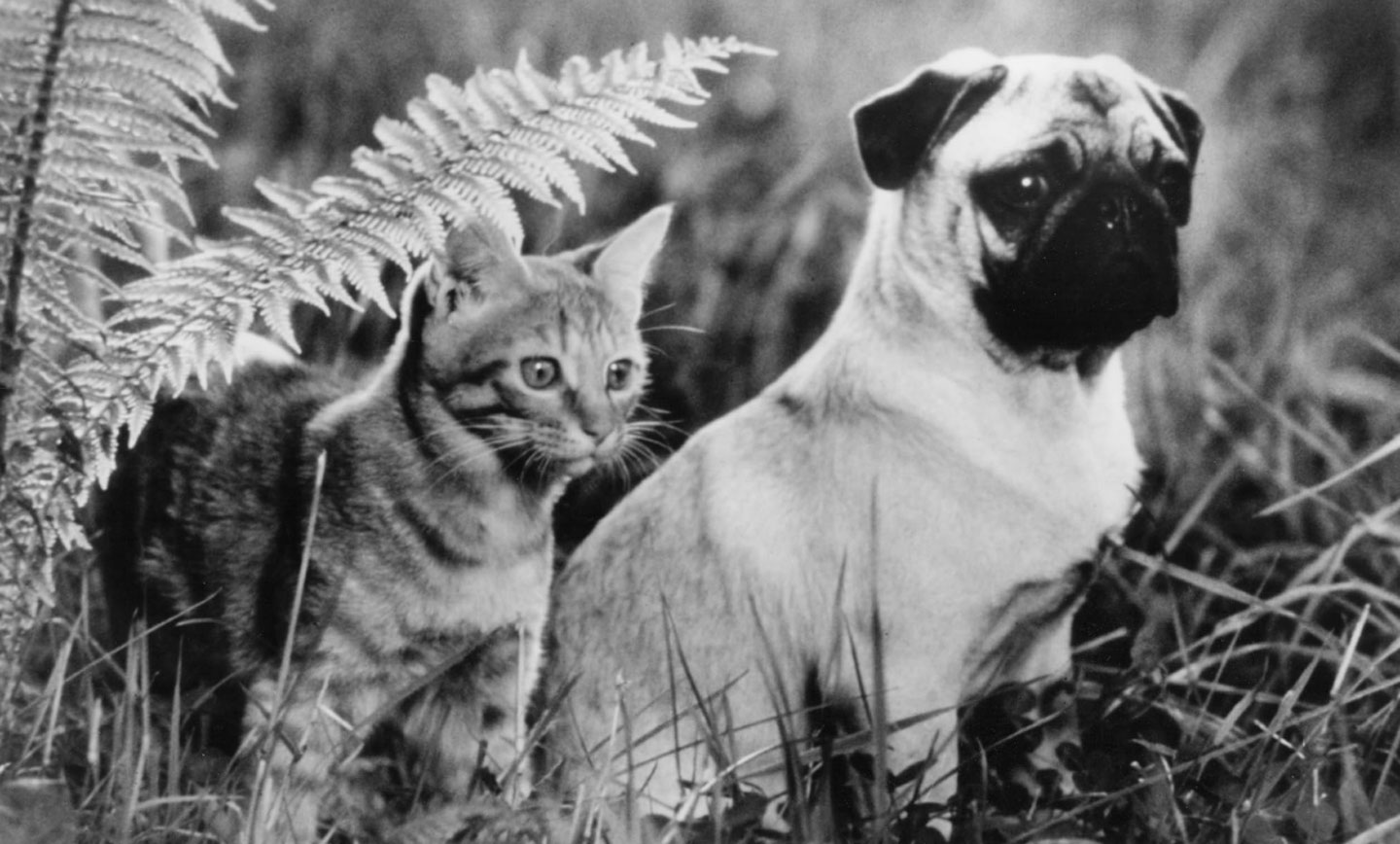ماجراهای میلو و اوتیس (The Adventures of Milo and Otis)